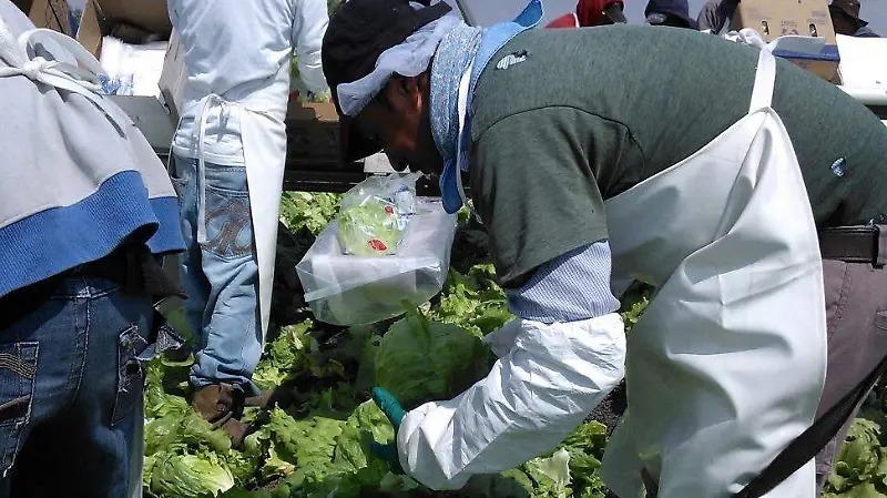 AGRO GTO - COFOCE - 